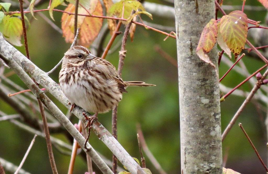 Song Sparrow by Fyn Kynd is marked with CC BY 2.0.